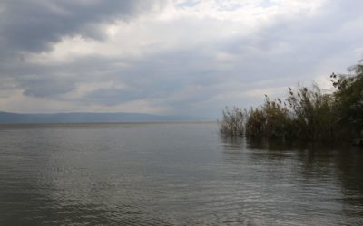 Los peces buenos y malos del lago de Galilea