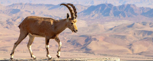 Below: Ibex Capra. The Nubian wild goat finds its natural habitat throughout the Negev Desert and areas around the Dead Sea. It is called gadi (hence Ein Gedi, teh spring of the goat”) or ya’el in Hebrew. Source: easyvoyage.co.uk